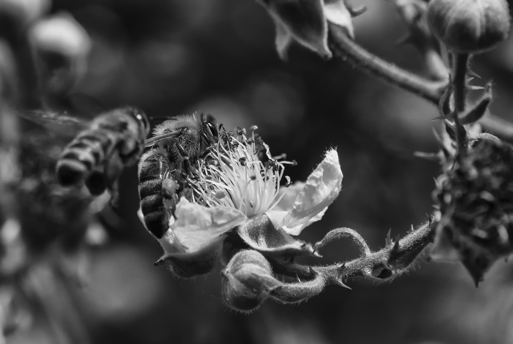 Biene auf Brombeere 2