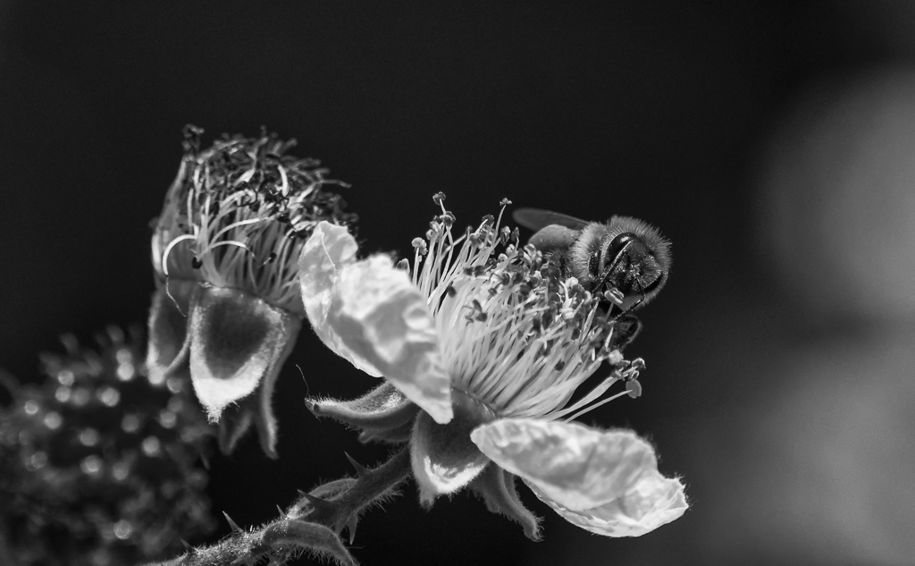 Biene auf Brombeere