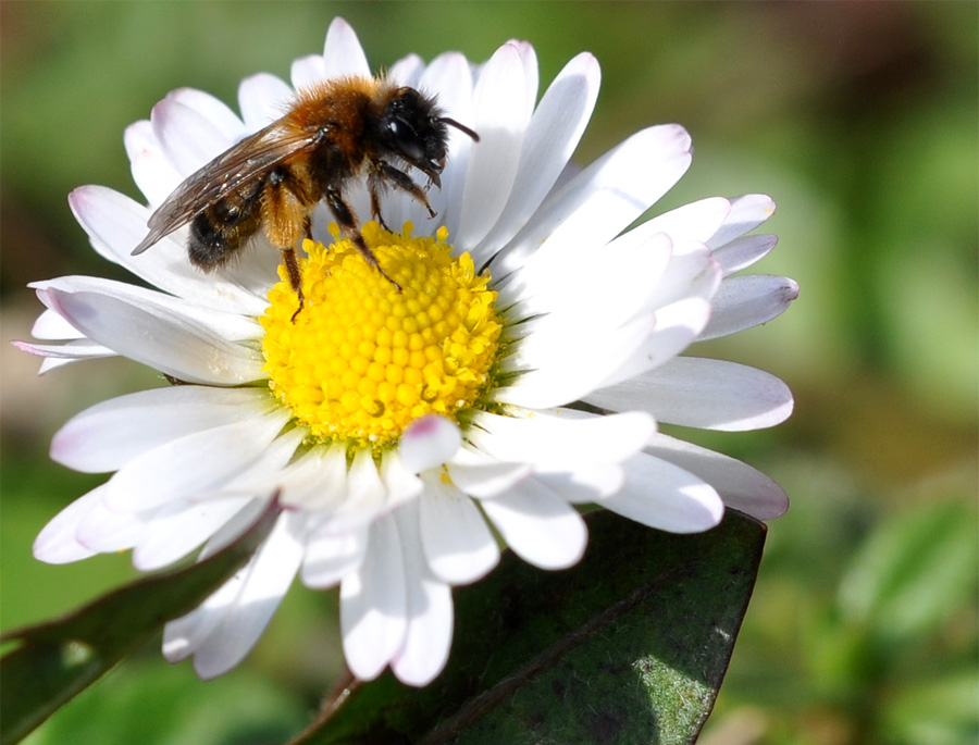 Biene auf Gänseblümchen
