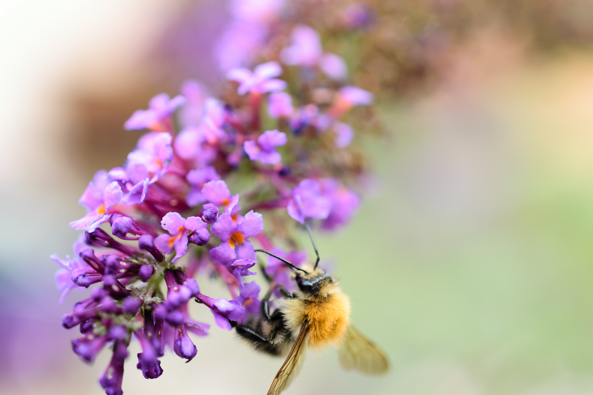 Biene auf Lavendel