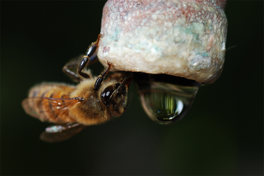 Biene beim Trinken, Bild 1
