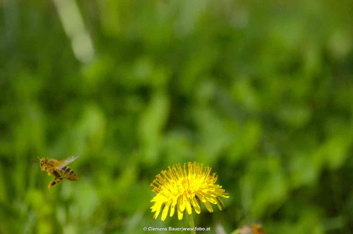 Biene fliegt weg. Mehr gibts auf www.fobo.at