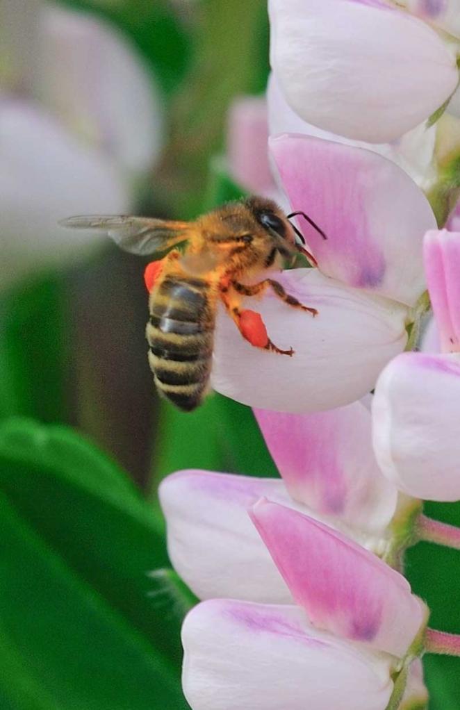 Biene mit Pollenhöschen an Lupine naschend