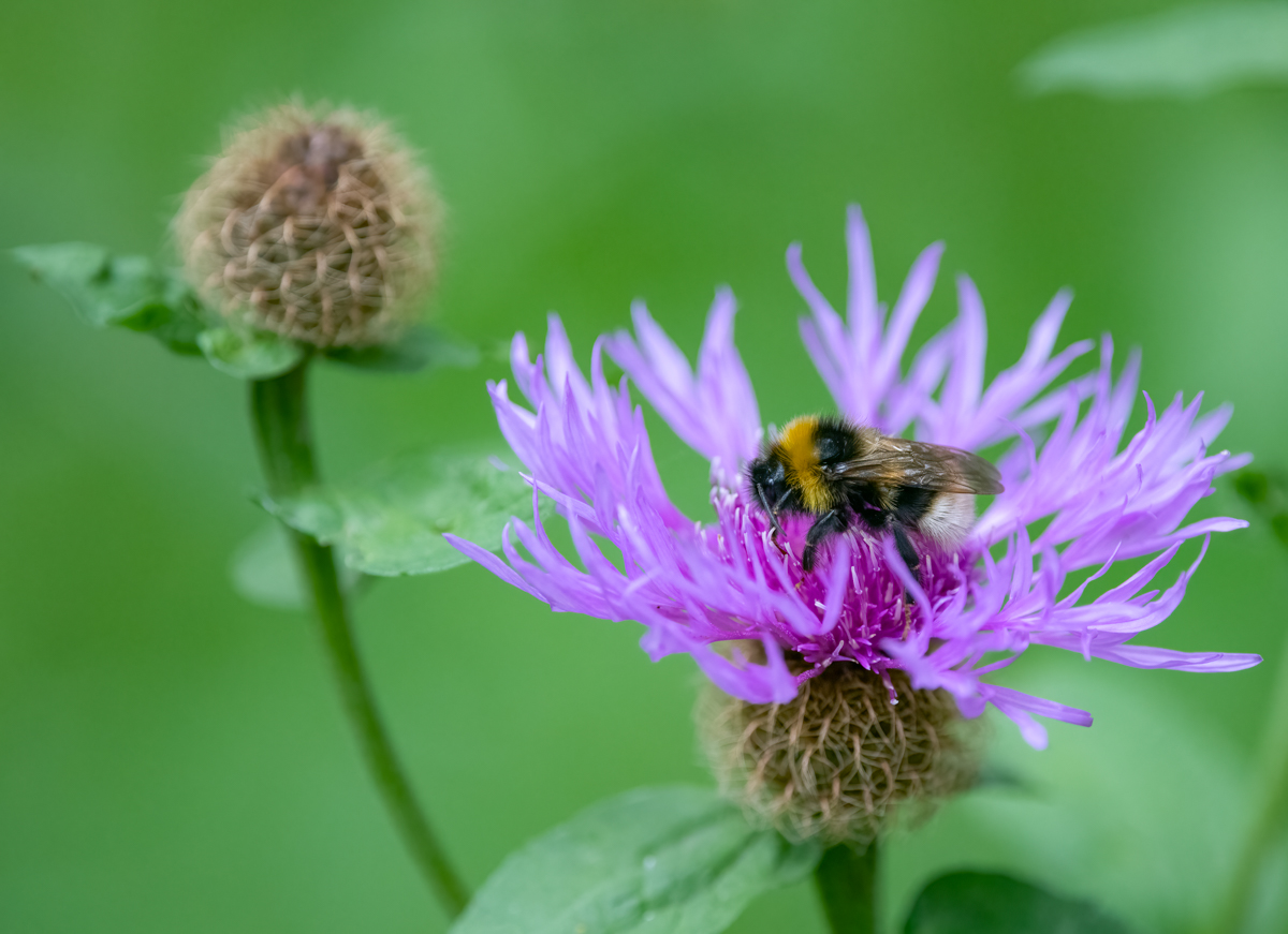 BieneAufDistel.jpg