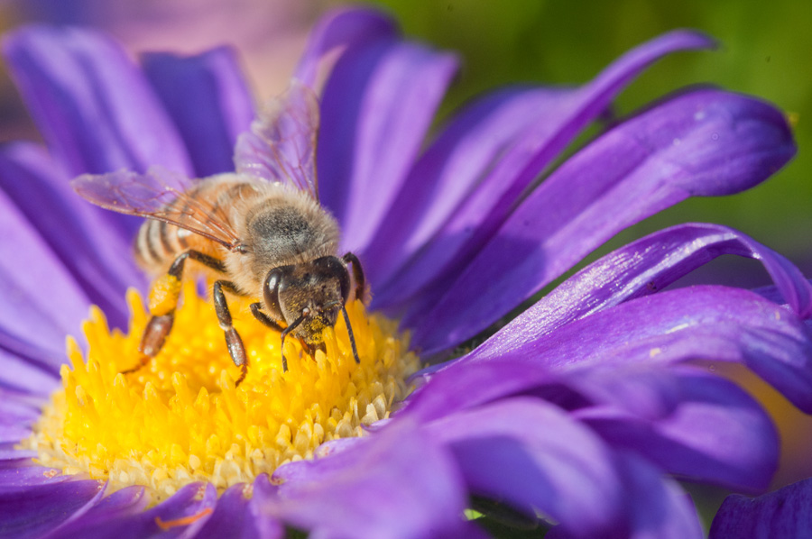 Bienen 103 Final Small