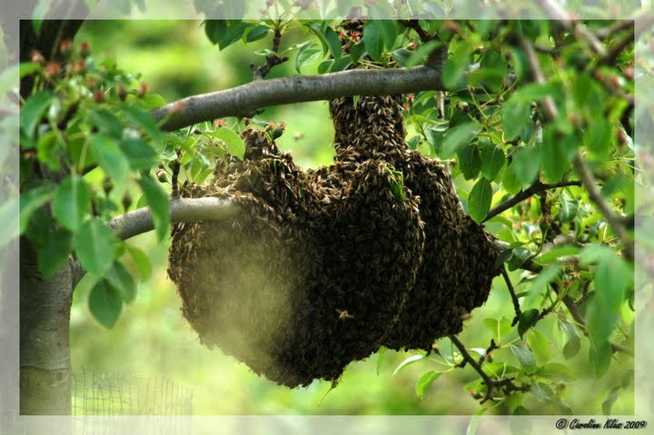 Bienen in Herzform
