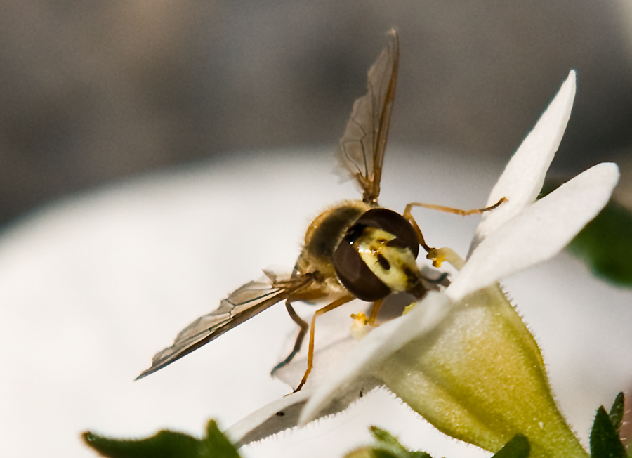 Bienen Macro