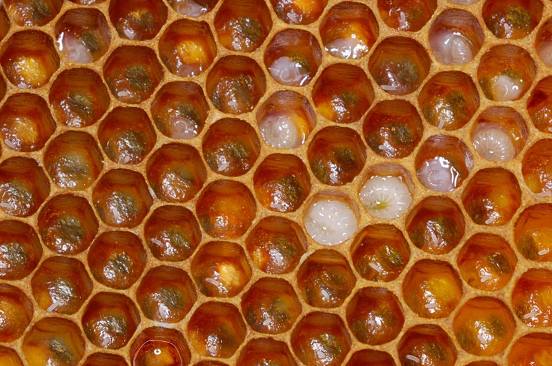 Bienen NFF 2