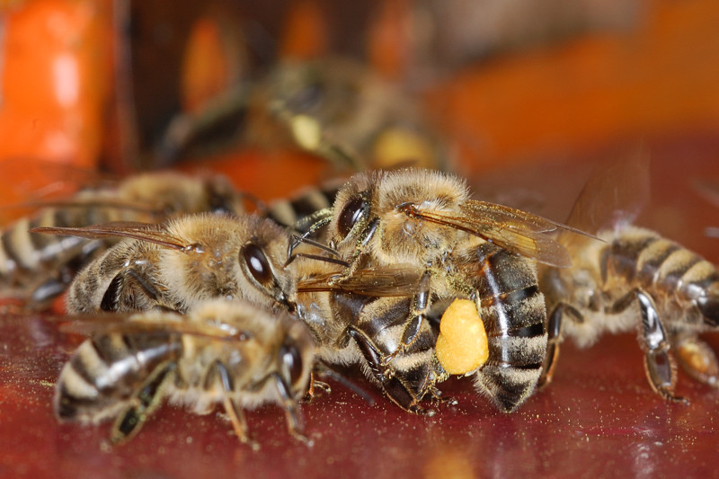 Bienen NFF 3
