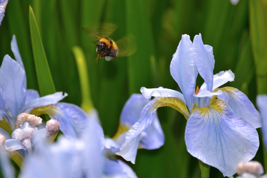 Bienen und Blüten