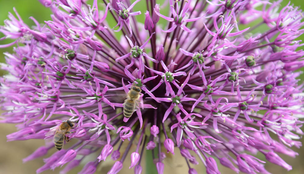 Bienen - unvermewidlich