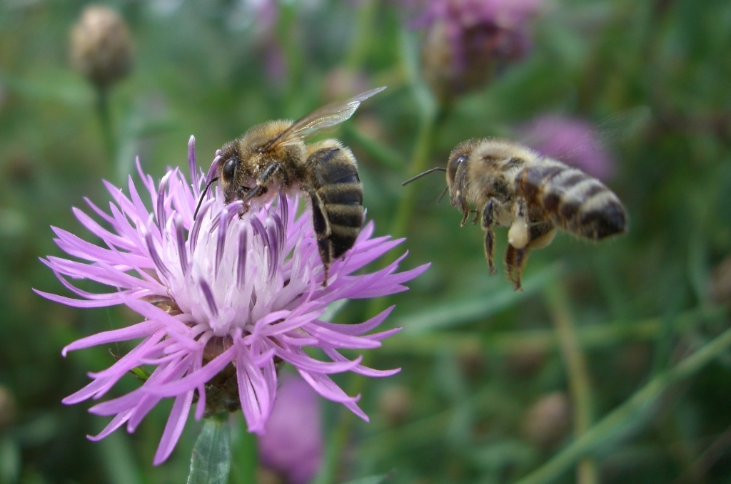 Bienen