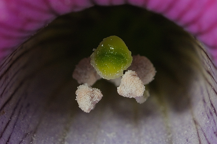 Bienenblick