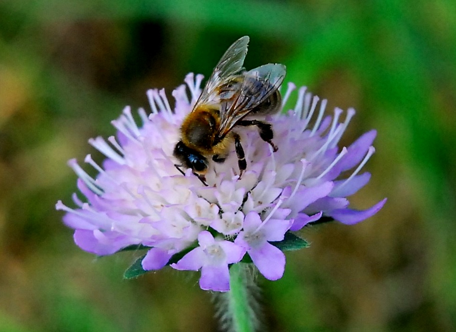 Bienenfleiss
