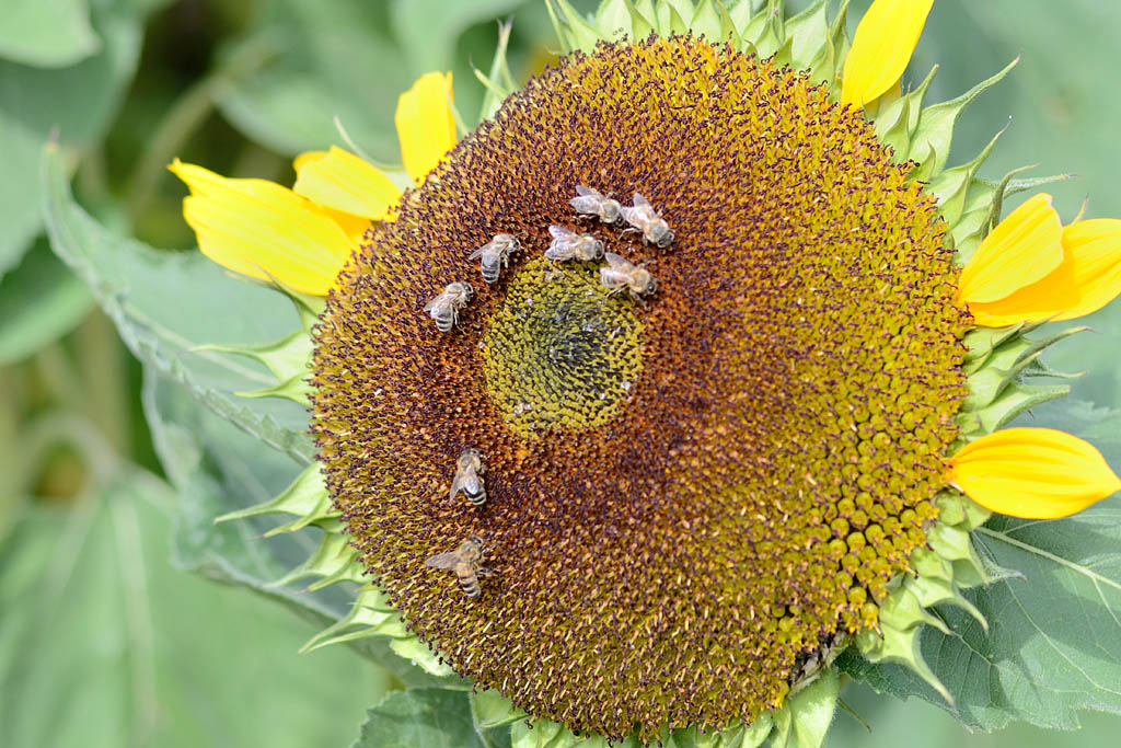 Bienenformationen