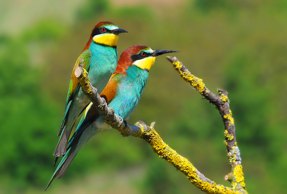 Bienenfresser (Merops apiaster)