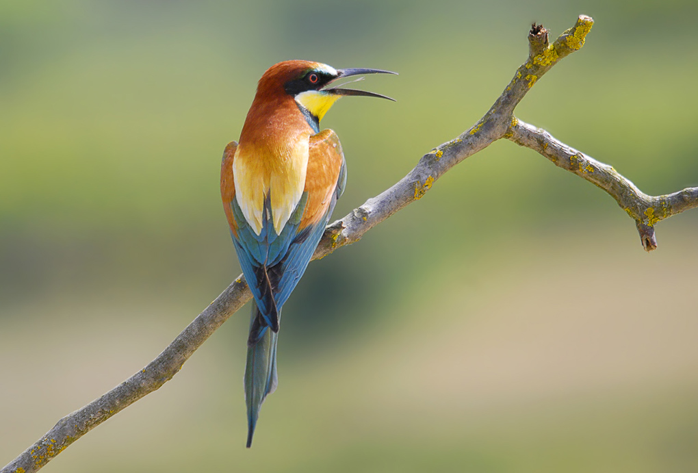 Bienenfresser (Merops apiaster)