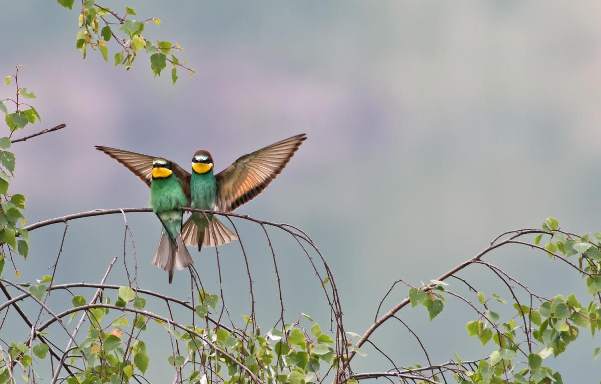 Bienenfresser
