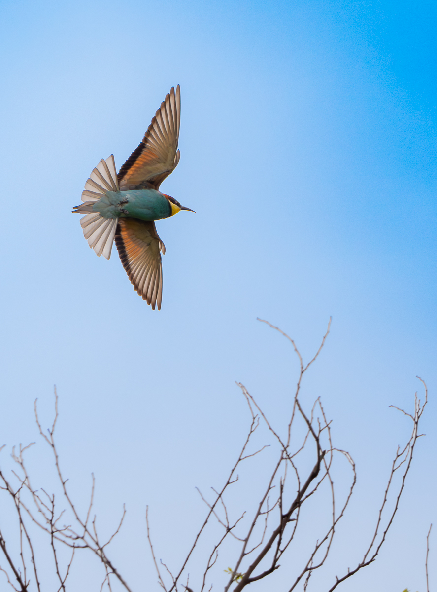BienenfresserImFlug.jpg