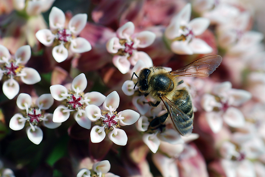 BienenWeide 900