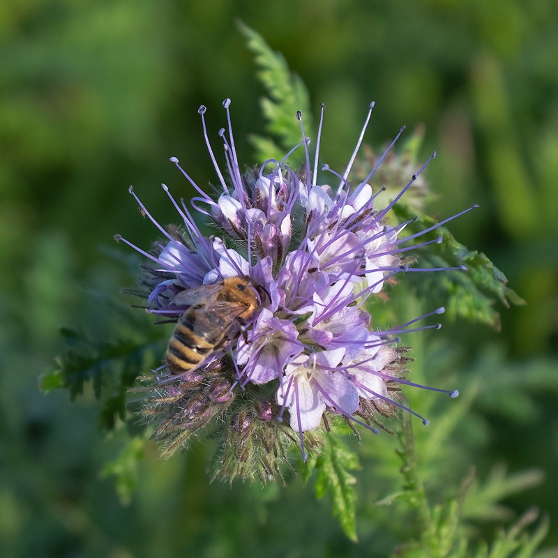 Bienenweide.jpg