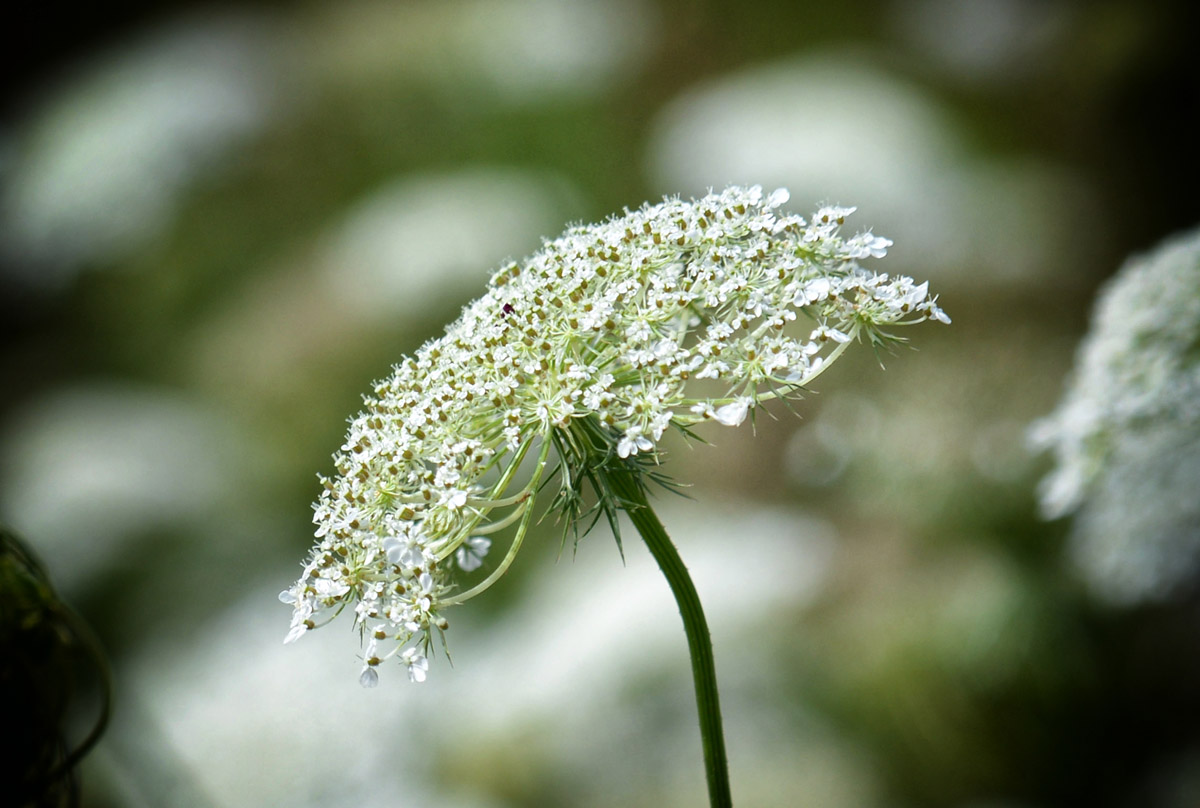 bienenwiese_1202.jpg