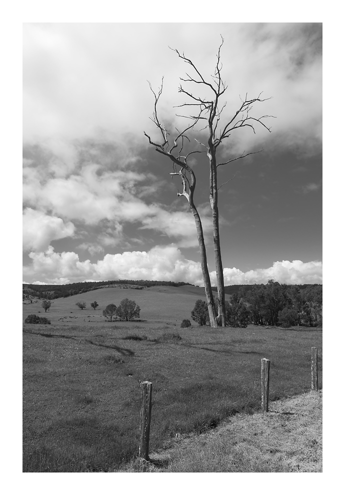 big trees