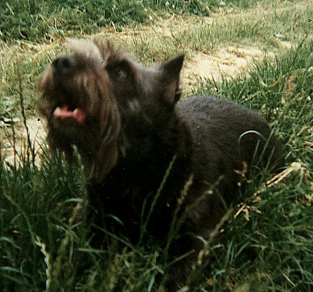 biggi 1974