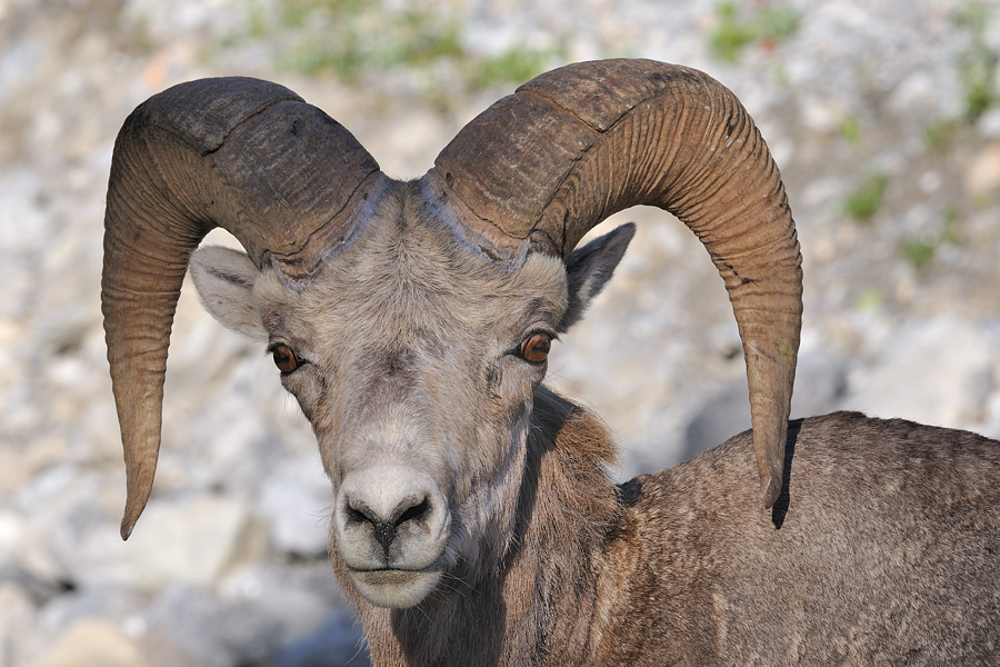Bighorn 200mm