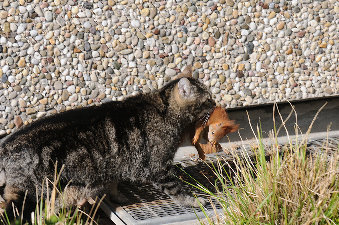 bild 3katze