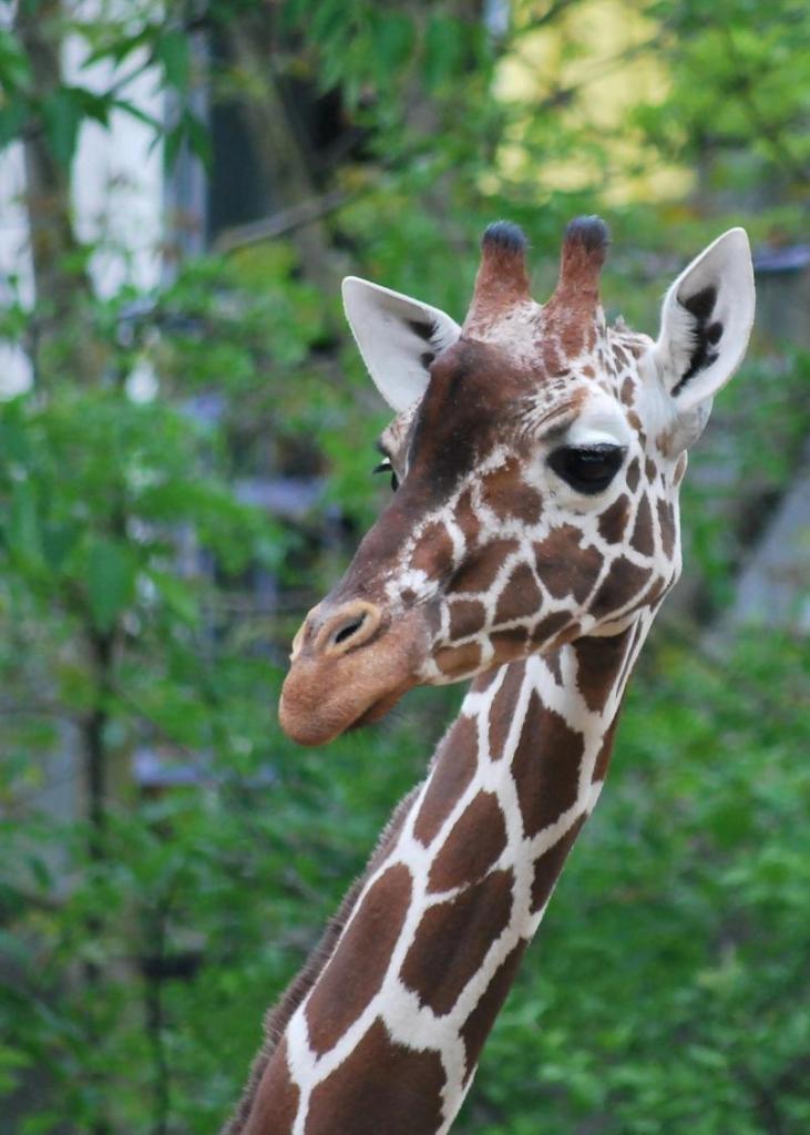 Bild 523 Giraffe a