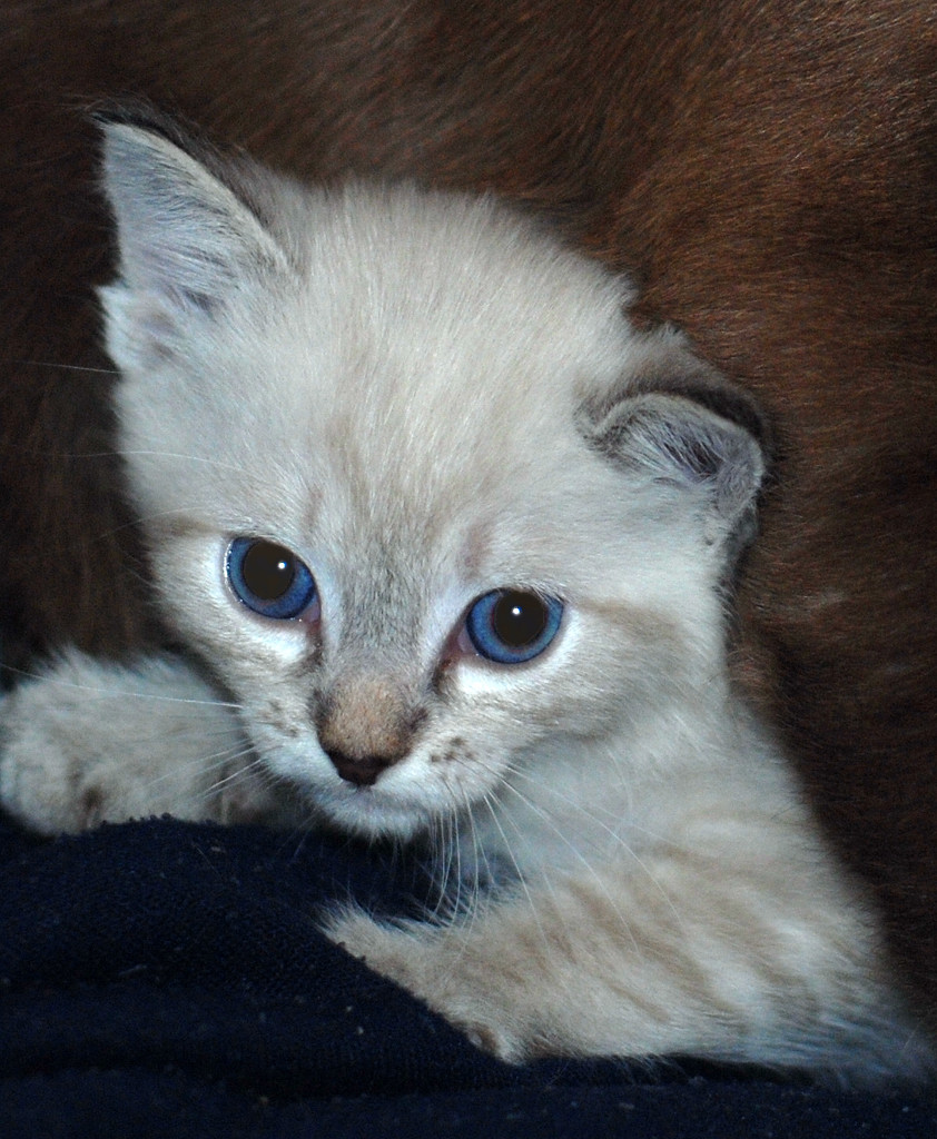 Bild 978I