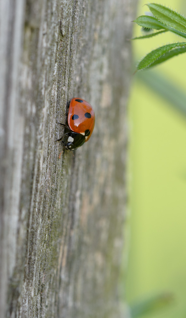 Bild LR3 .12. Juni 2014. .DSC 5637