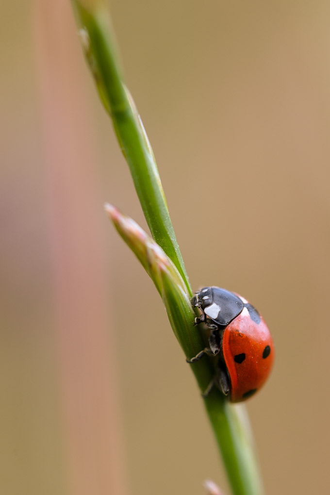Bild LR3 .14. Juni 2014. .DSC 5843