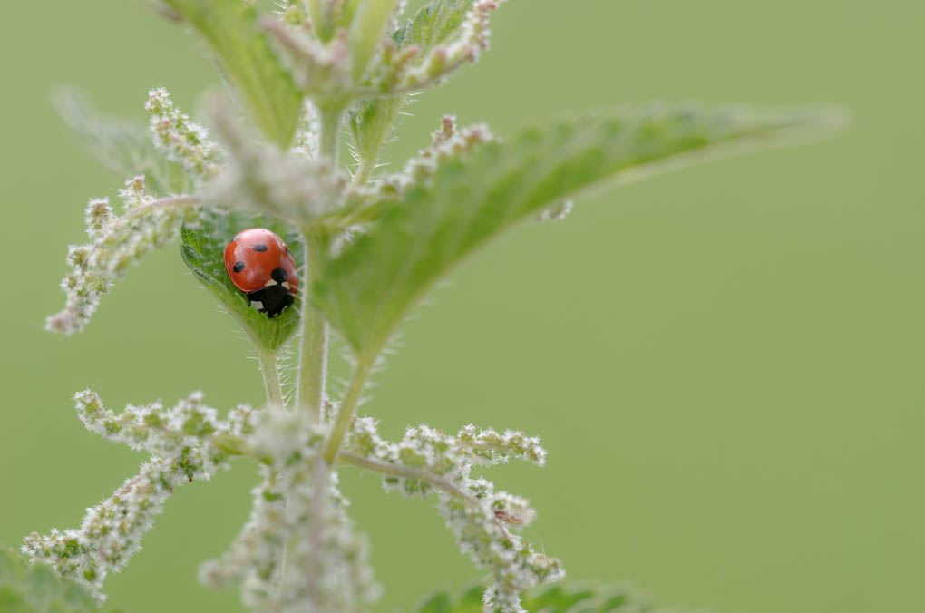 Bild LR3 .14. Juni 2014. .DSC 5847