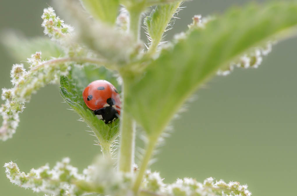Bild LR3 .14. Juni 2014. .DSC 5858