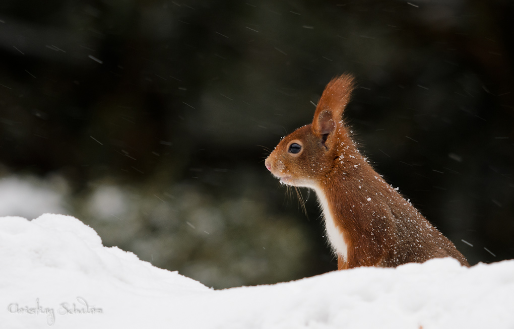 Bild LR3 .23. Februar 2013. .DSC 3682