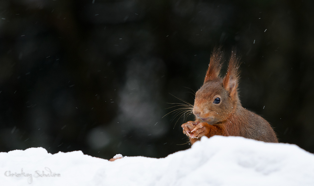 Bild LR3 .23. Februar 2013. .DSC 3749