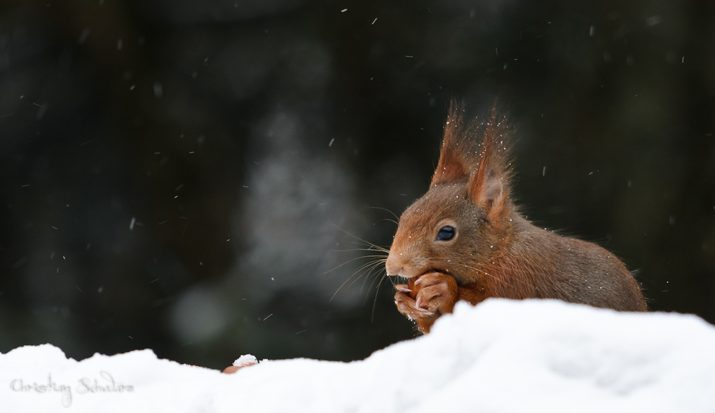 Bild LR3 .23. Februar 2013. .DSC 3772