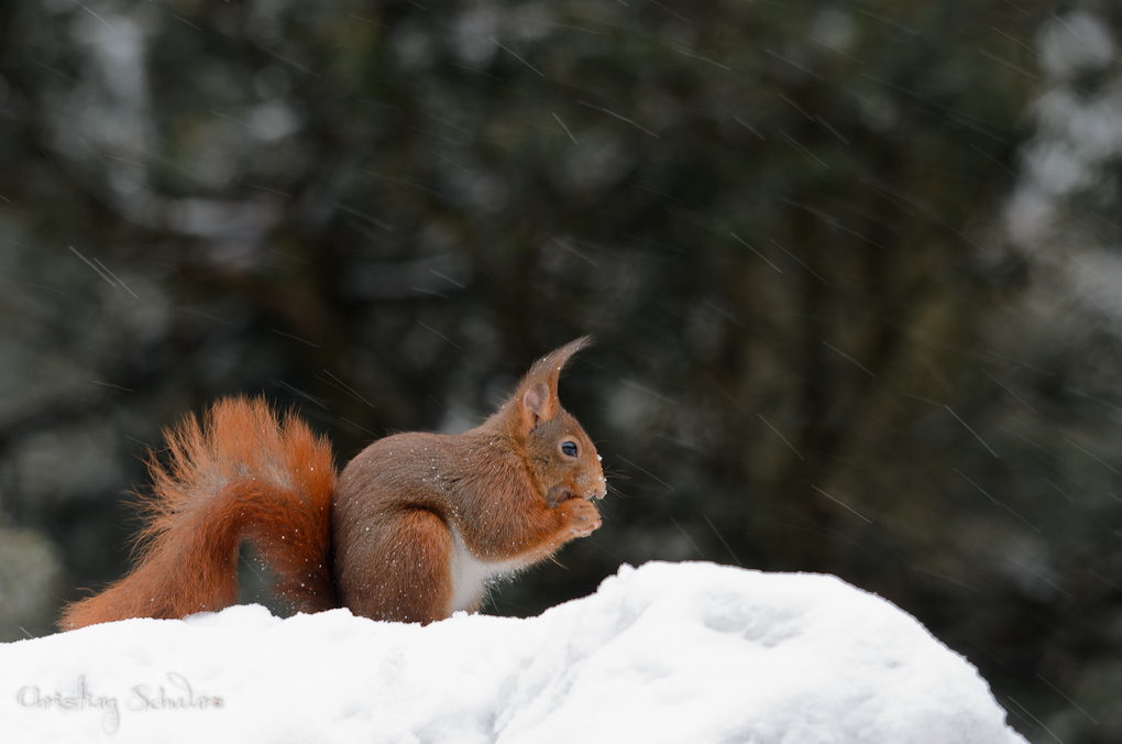 Bild LR3 .23. Februar 2013. .DSC 3803