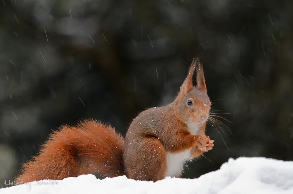 Bild LR3 .23. Februar 2013. .DSC 3814