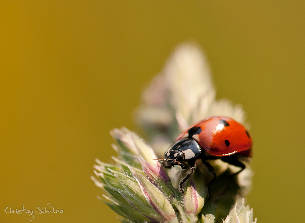 Bild LR3 .28. Mai 2012. .DSC 0044