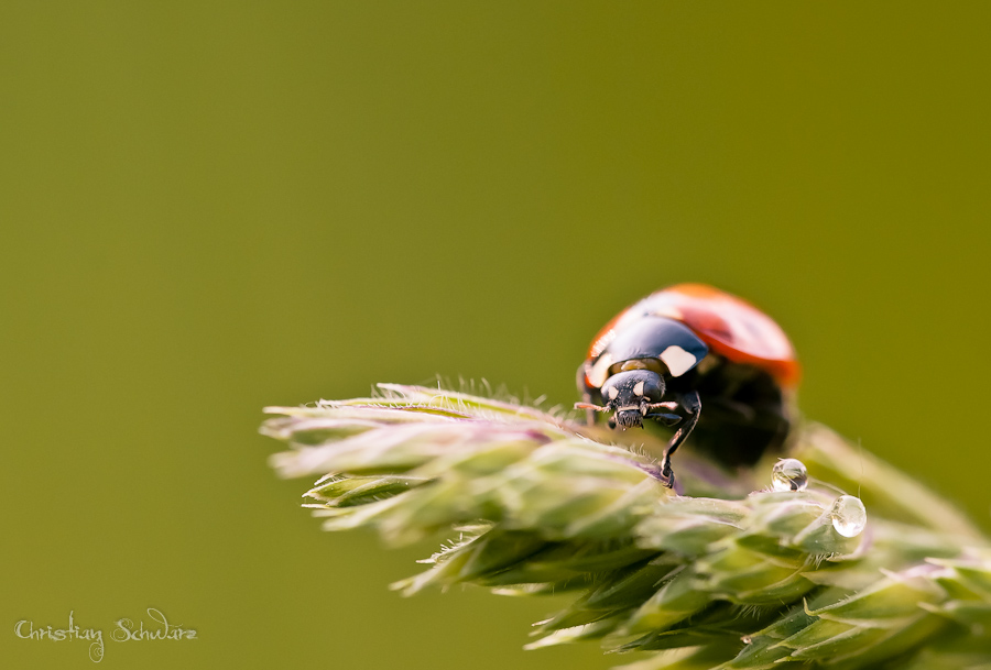 Bild LR3 .28. Mai 2012. .DSC 0111