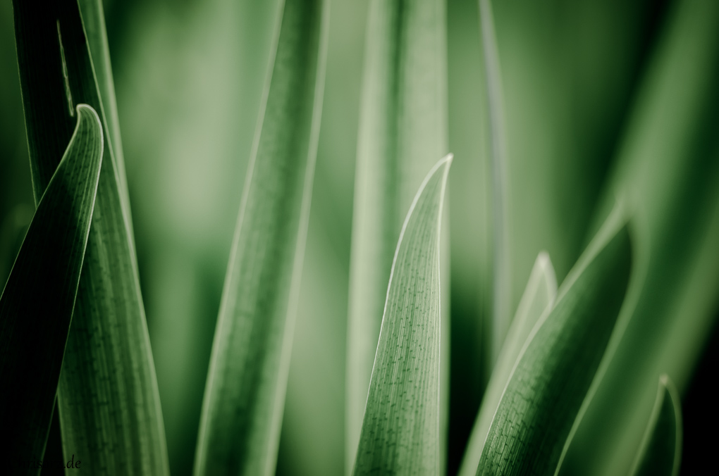Bild LR5 .02. Mai 2015. .DSC 9728