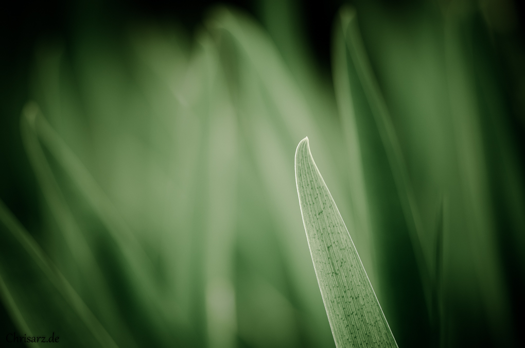 Bild LR5 .02. Mai 2015. .DSC 9729