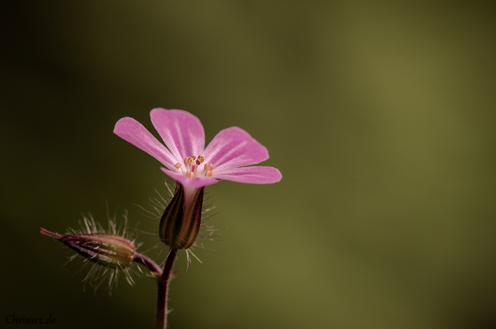 Bild LR5 .31. Mai 2015. .DSC 0214