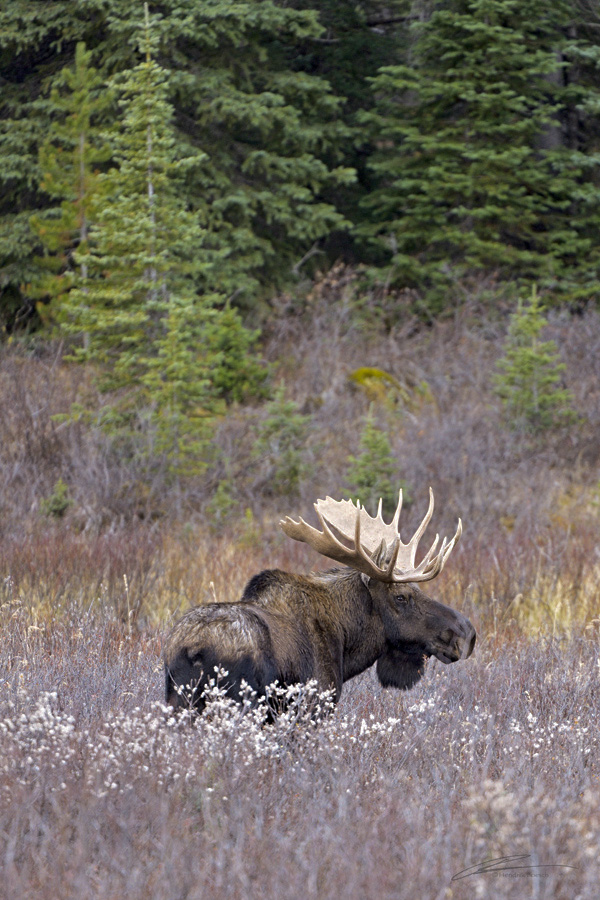 Bild von Calgary617, bearbeitet