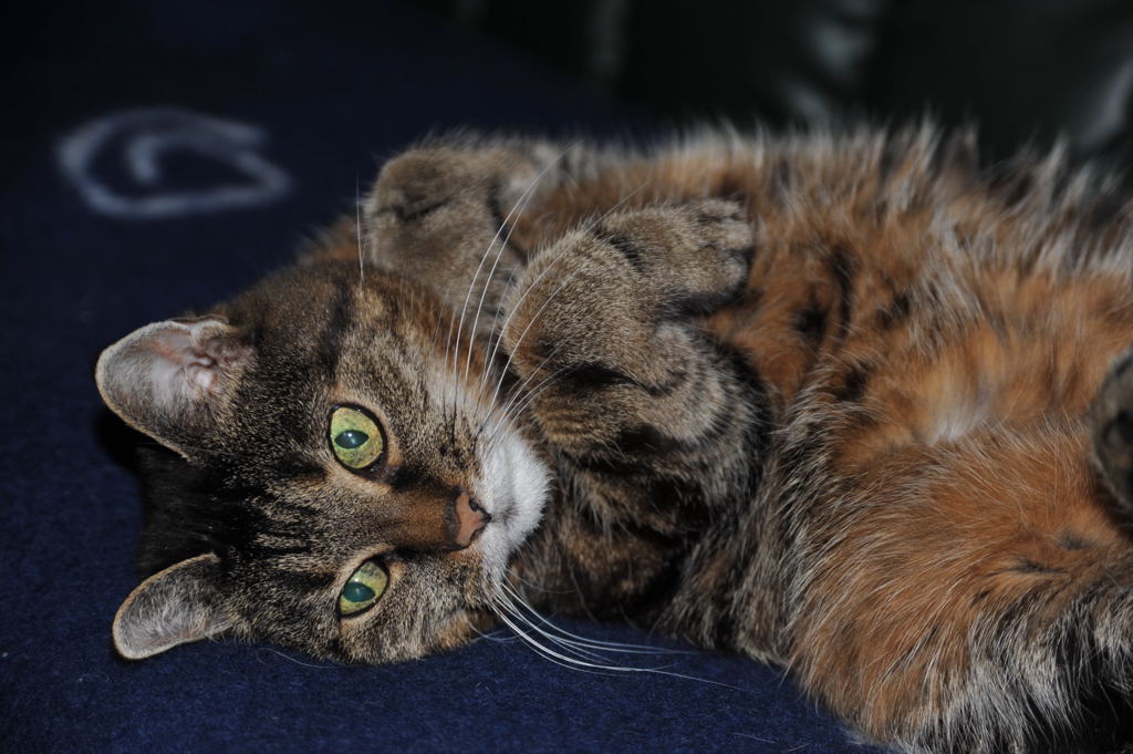 Bild020 - Unser 2. Kuscheltier - die Katze meiner Freundin