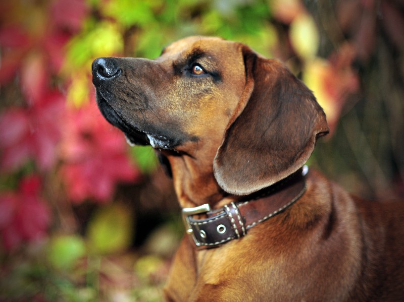 Bin ich Schön Bayrischer Schweißhund