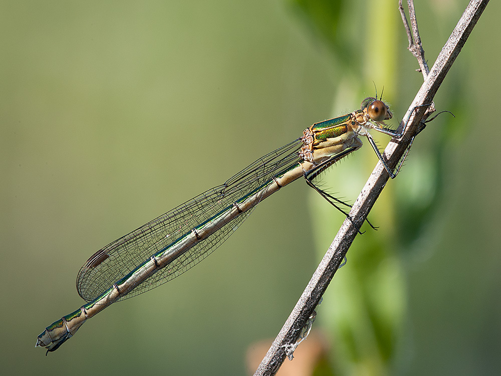 Binsenjungfer Gemeine 2014 07 03  01
